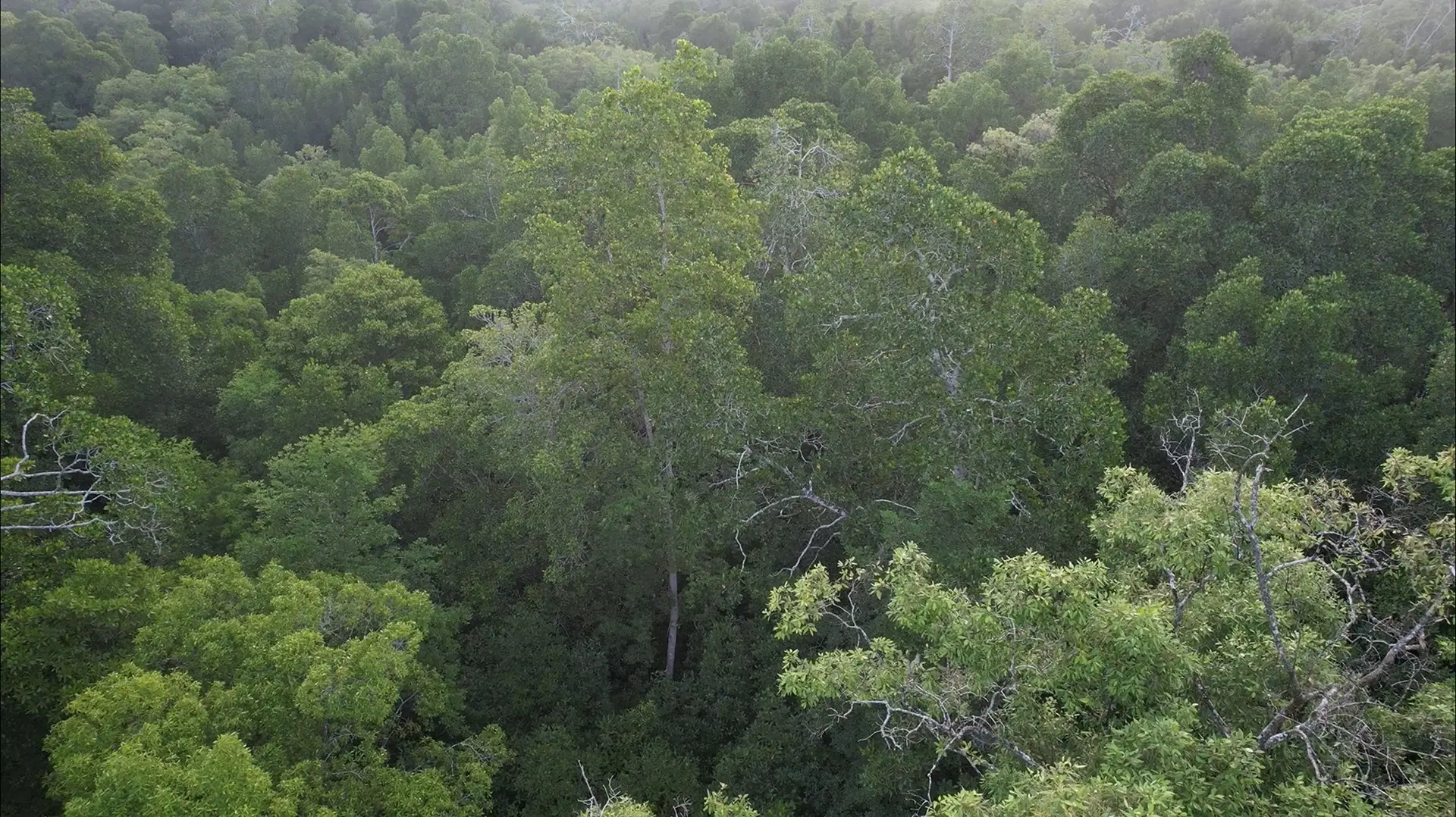 Bersama Masyarakat Papua Menjaga Hutan Papua Poster